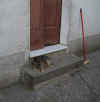 cane.JPG (15857 byte)