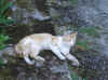 rossino2.JPG (82978 byte)