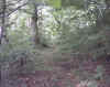 Stradacasa.jpg (67896 byte)